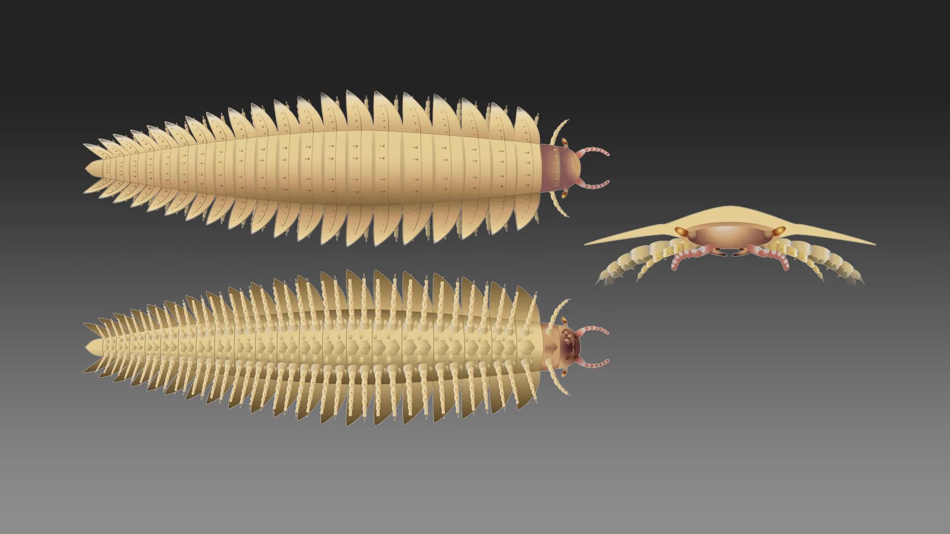 300 million-year-old creature revealed