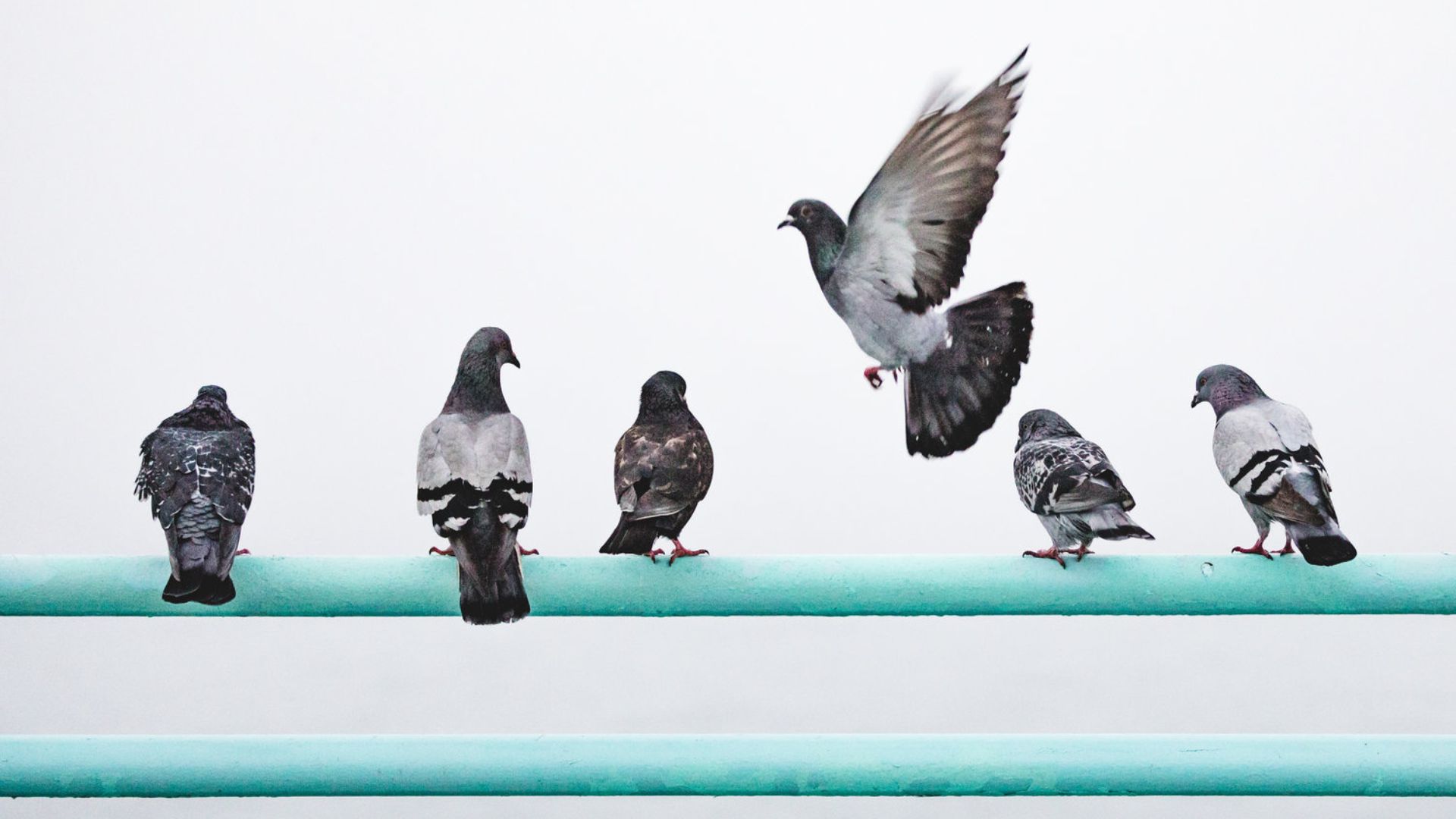 Pigeons doing somersaults